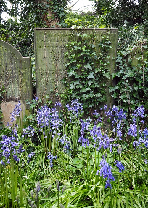 bluebells-2016.jpg